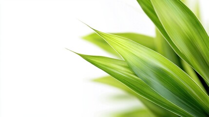 Obraz premium Vibrant Green Leaves on White Background.