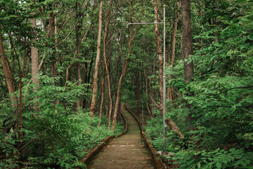 The trees in the forest are plentiful.