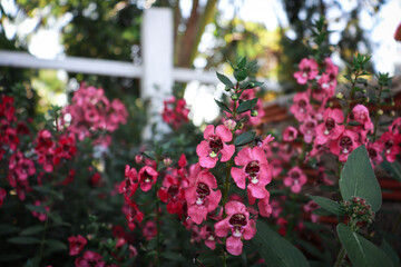 pink flowers in garden.