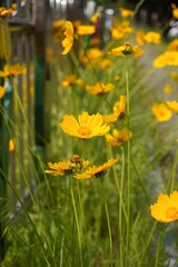 yellow flowers in the garden