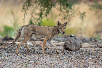 Coyote across the street from my house