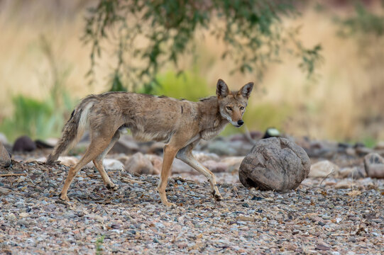 Coyote across the street from my house