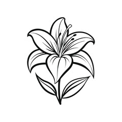 Lily Flower Illustration on White Background, Line Art Lily