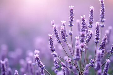 Naklejka premium Lavender Field Close-up Soft Purple Floral Background