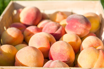 Ripe peaches in a wooden box on a background of green grass