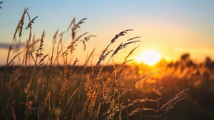 Golden Glow of Celebration: New Year Decorations Meet Grassland Sunset in Breathtaking Images
As the sun dips below the horizon, painting the grassland in hues of amber and crimson, vibrant New Year d