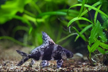 timid Myxocyprinus asiaticus, dark band Chinese sucker, commercial planted Dutch style aquascape, aquatic plant gravel bottom, beginner friendly care pet, lifestyle aquadesign, shallow dof background