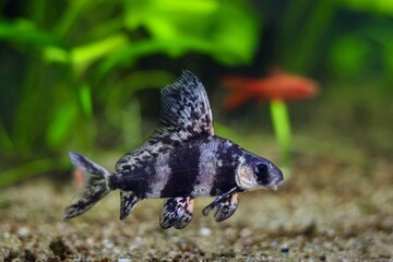 Myxocyprinus asiaticus, dark band Chinese sucker afraid, commercial planted Dutch style aquascape,...