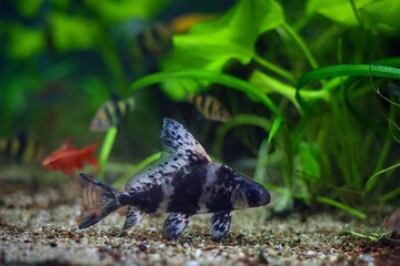 Myxocyprinus asiaticus, dark band Chinese sucker in aquatic plant community tank, barbus fish, planted Dutch style aquascape aquadesign, gravel bottom, beginner friendly pet, shallow dof background