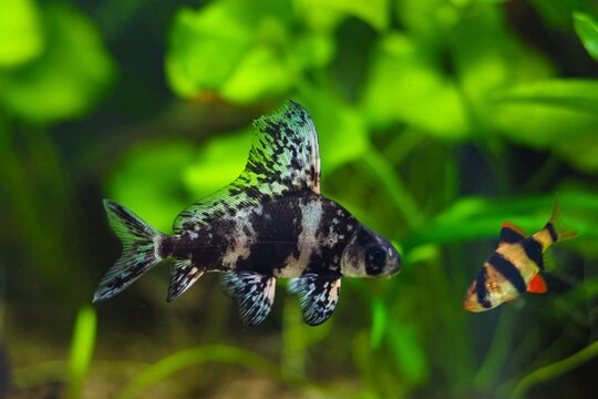 Myxocyprinus asiaticus, dark band Chinese sucker and Puntius tetrazona tiger barb fish conflict, community tank, planted Dutch style aquascape aquadesign, beginner friendly pet, shallow dof background