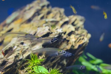 Kryptopterus vitreolus transparent catfish shoal, dragon stone aquascape, commercial planted aquadesign beginner friendly pet, LED low light, shallow dof, explore and research professional care