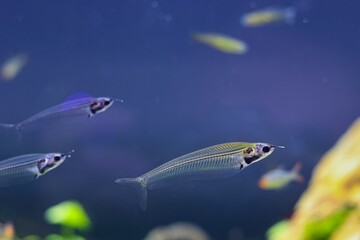 Kryptopterus vitreolus, ornamental transparent catfish, Amano style aquascape, commercial planted aquadesign beginner friendly pet, LED low light, shallow dof, explore and research professional care