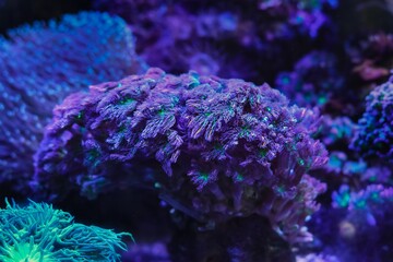 Clavularia sp colony in laminar flow, rainbow clove soft coral move head, active animal on frag plug in nano reef marine aquarium, LED blue low light, live rock aquadesign, hardy pet for beginner