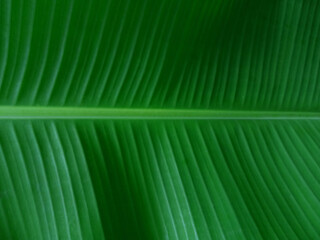 Green Banana Leaf and Petiole Texture Background., Natural Plant Texture