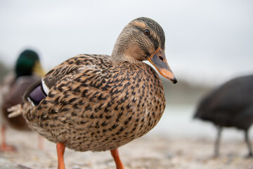 Canard colvert femelle en gros plan, entourée de canards au bord du lac