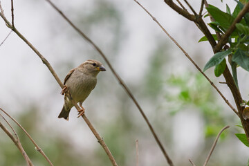 Moineau domestique femelle posé sur une branche 