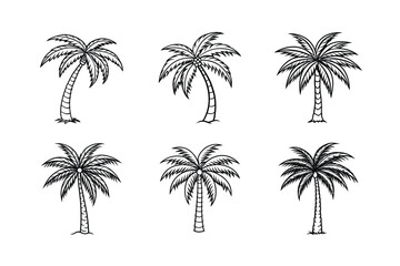 palm tree 