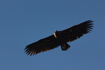 Vautour moine en vol dans le ciel bleu des Baronnies provençales dans la Drôme