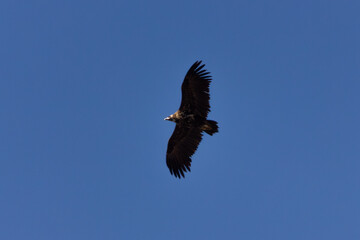 Vautour moine en vol dans le ciel bleu des Baronnies provençales dans la Drôme