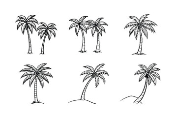 palm tree 