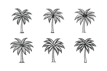 palm tree 