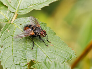Nemoraea pellucida – Mouche tachinaire au thorax sombre et à l’abdomen roux, sur une feuille