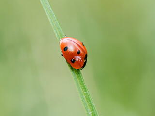 Coccinella septempunctata, coccinelle à sept points grimpant sur une tige verte en prairie, macrophotographie de profil en lumière naturelle