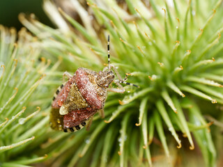 Dolycoris baccarum, punaise des baies sur une inflorescence de bardane couverte de rosée,...