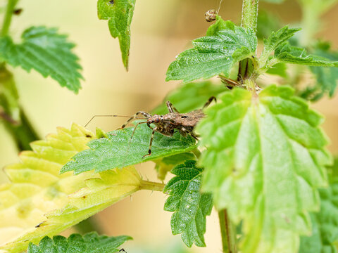 Himacerus apterus &ndash; Punaise pr&eacute;datrice brune sur feuille d&rsquo;ortie, esp&egrave;ce terrestre commune des prairies