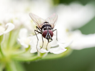 Mouche Limnophora tigrina (famille Muscidae) sur une ombellifère blanche en été