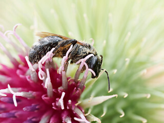 Macropis europaea – Abeille solitaire de la famille des Melittidae butinant une fleur de cirse