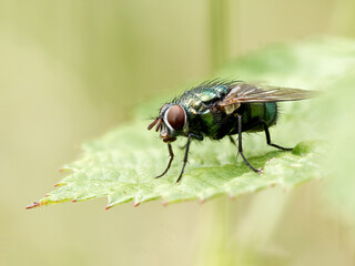 Lucilia spec. – Mouche verte métallique (famille Calliphoridae) posée sur une feuille