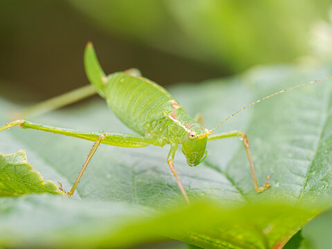 Leptophyes punctatissima &ndash; Leptophye ponctu&eacute;e sur feuille de ronce, sauterelle verte des prairies