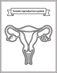 Human anatomy reproductive system vector outline illustration for medical educational coloring book design kids and adults