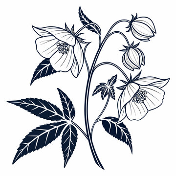 black and white abutilon muticum