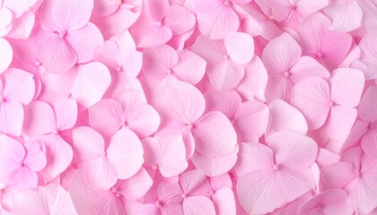 Obraz premium Soft pink hydrangea petals