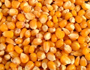 Close-up of dried corn kernels with rich yellow colour