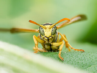 Polistes dominula – Guêpe poliste aux antennes orangées posée sur une feuille verte