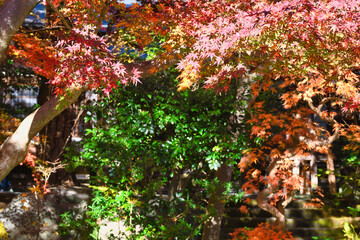 鎌倉 覚園寺の美しいモミジ（もみじ）の紅葉（日本神奈川県鎌倉市）Beautiful autumn leaves of maple at Kakuonji Temple in Kamakura (Kamakura, Kanagawa Prefecture, Japan)