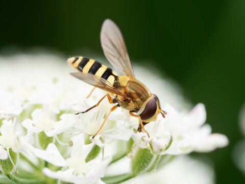 Syrphus ribesii, syrphe commun (Syrphidae), sur fleurs blanches &ndash; insecte pollinisateur mimant les gu&ecirc;pes