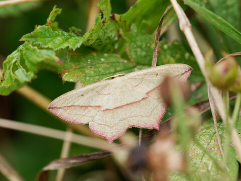 Timandra comae, g&eacute;om&egrave;tre &agrave; barre rouge (Geometridae), ailes ouvertes vu de dos sur une feuille verte