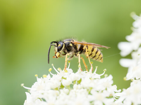 Gu&ecirc;pe commune (Vespula vulgaris) sur ombellif&egrave;re blanche en &eacute;t&eacute;, macro de profil