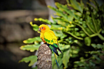 Sun Conure on Perch with Green Backdrop