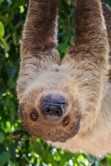 Sloth Hanging Upside Down in Enclosure © Steam Cone Story