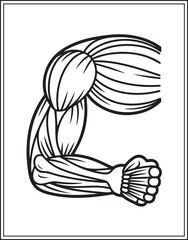 Fototapeta premium Human anatomy biceps vector outline illustration for medical educational coloring book design kids and adults