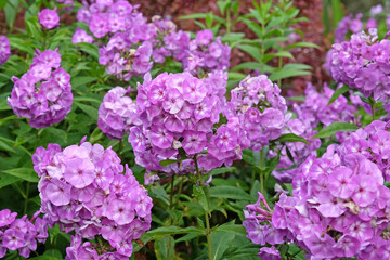 Purple and white Phlox paniculata ‘Uspekh’ in flower.