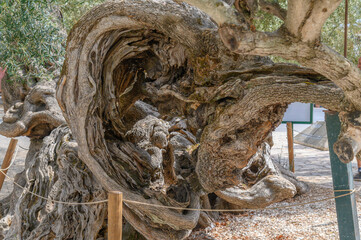 Ancient 2000 Year Old Olive Tree in Exo Chora, Zakynthos, Greece