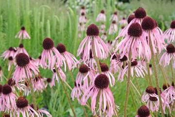 Pink Echinacea pallida, pale purple coneflower, in bloom.