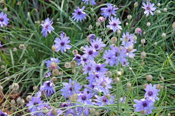 Fototapeta premium Blue Catananche caerulea, cupid’s dart ‘Major’ in flower.