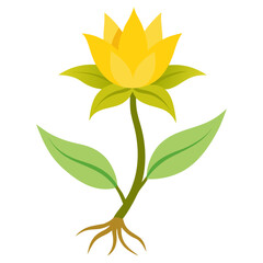 yellow flower isolated